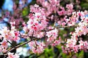 Đà Lạt - Say đắm mùa Mai Anh Đào nở muộn