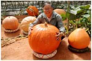 Nhiều người thích thú với vườn bí Ngô “khủng” tại Đà Lạt