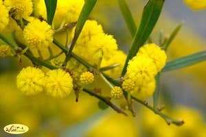 Hoa Mimosa - nàng 