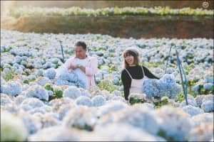 Say mê với cánh đồng hoa Cẩm Tú Cầu