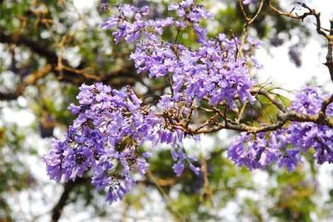 dalat canyon tour