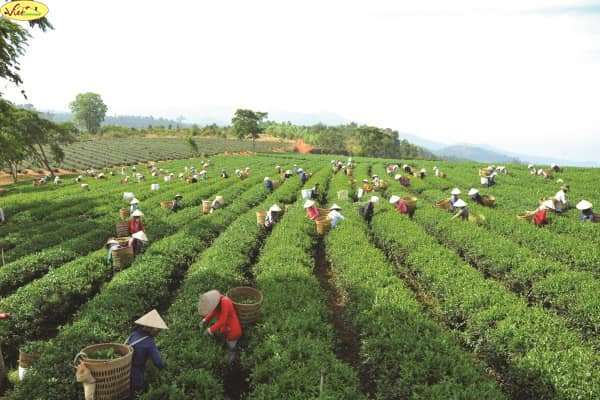 Cẩm nang hướng dẫn chi tiết cho người đi du lịch Bảo Lộc &ndash; L&acirc;m Đồng