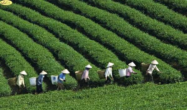 Cẩm nang hướng dẫn chi tiết cho người đi du lịch Bảo Lộc &ndash; L&acirc;m Đồng