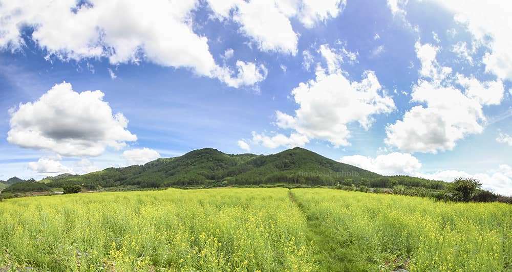 cánh đồng hoa cải vàng Đà Lạt cánh đồng hoa cải vàng Đà Lạt