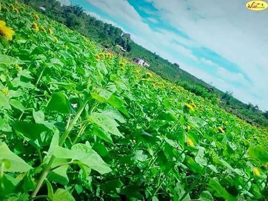 C&aacute;nh đồng Hướng Dương xuất hiện ở L&acirc;m H&agrave;