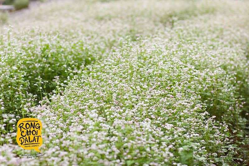 chèo thuyền vượt ghềnh thác tại Đà Lạt chèo thuyền vượt ghềnh thác tại Đà Lạt