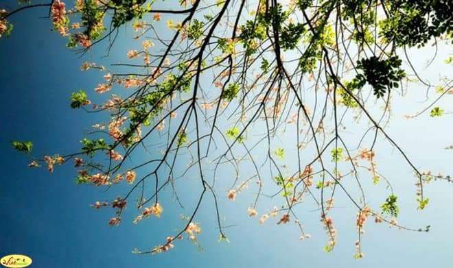 Có một mùa hoa đỗ mai đang về Có một mùa hoa đỗ mai đang về