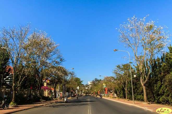 Những lo&agrave;i hoa khoe sắc đ&oacute;n xu&acirc;n ở Đ&agrave; Lạt