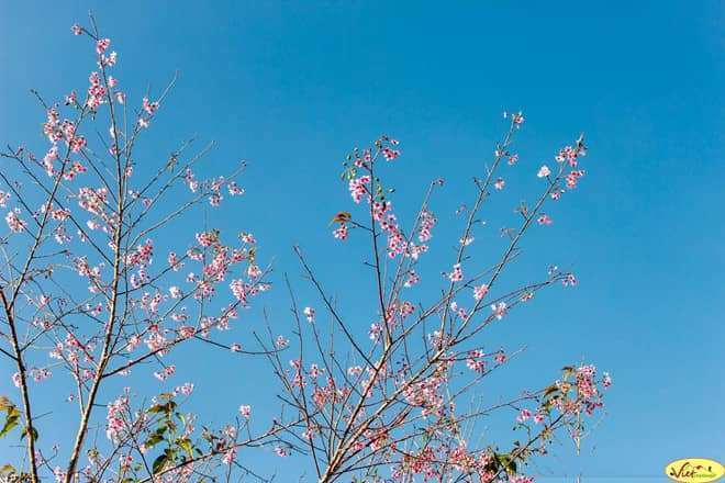 Những lo&agrave;i hoa khoe sắc đ&oacute;n xu&acirc;n ở Đ&agrave; Lạt