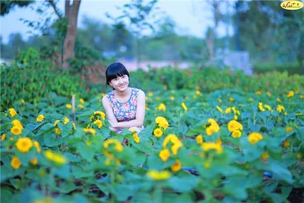 hoa hướng dương đ&agrave; lạt