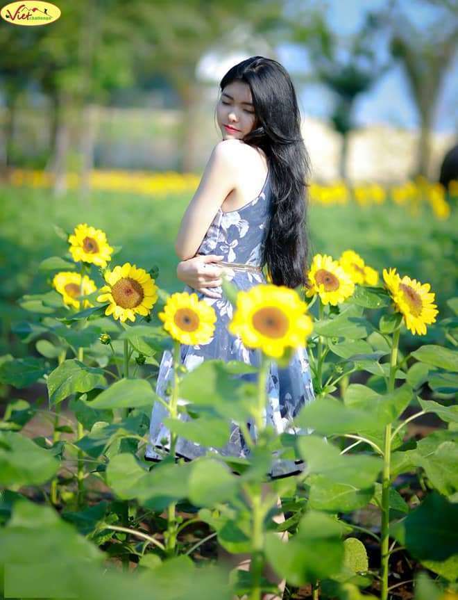 hoa hướng dương Đ&agrave; Lạt