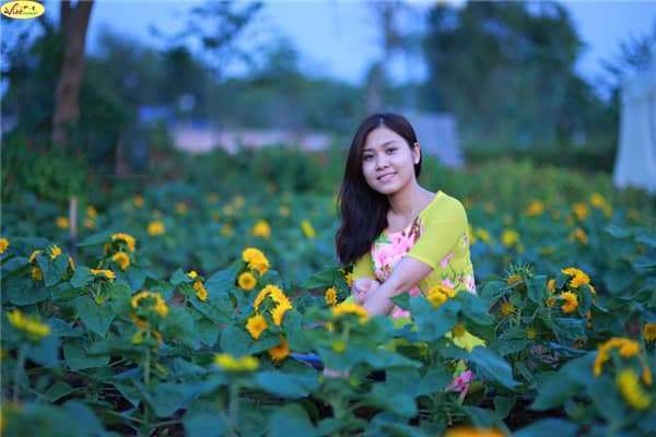 hoa hướng dương Đ&agrave; Lạt