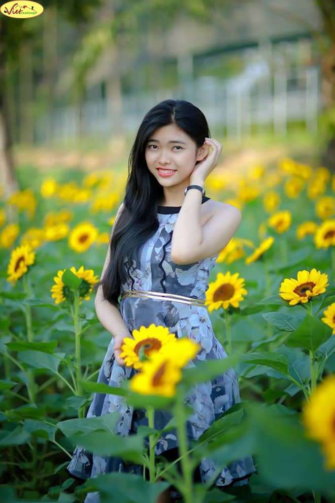 hoa hướng dương Đ&agrave; Lạt