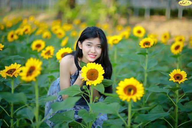 hoa hướng dương đ&agrave; lạt