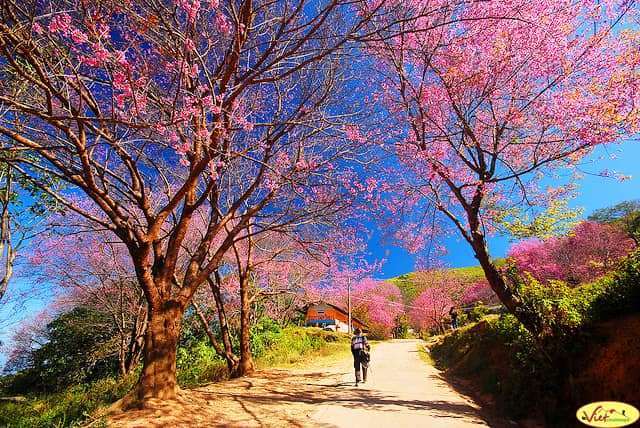 hoa mai anh đ&agrave;o Đ&agrave; Lạt