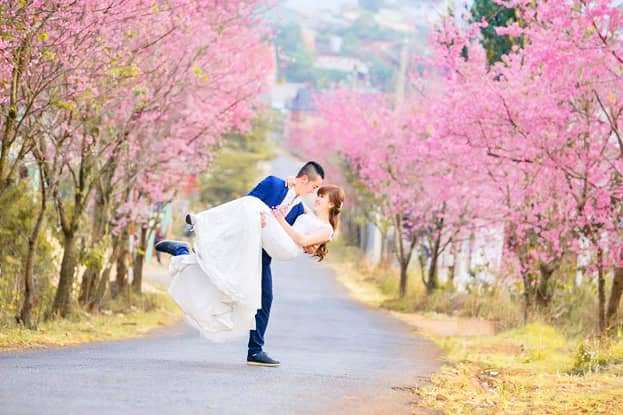 hoa mai anh đ&agrave;o Đ&agrave; Lạt