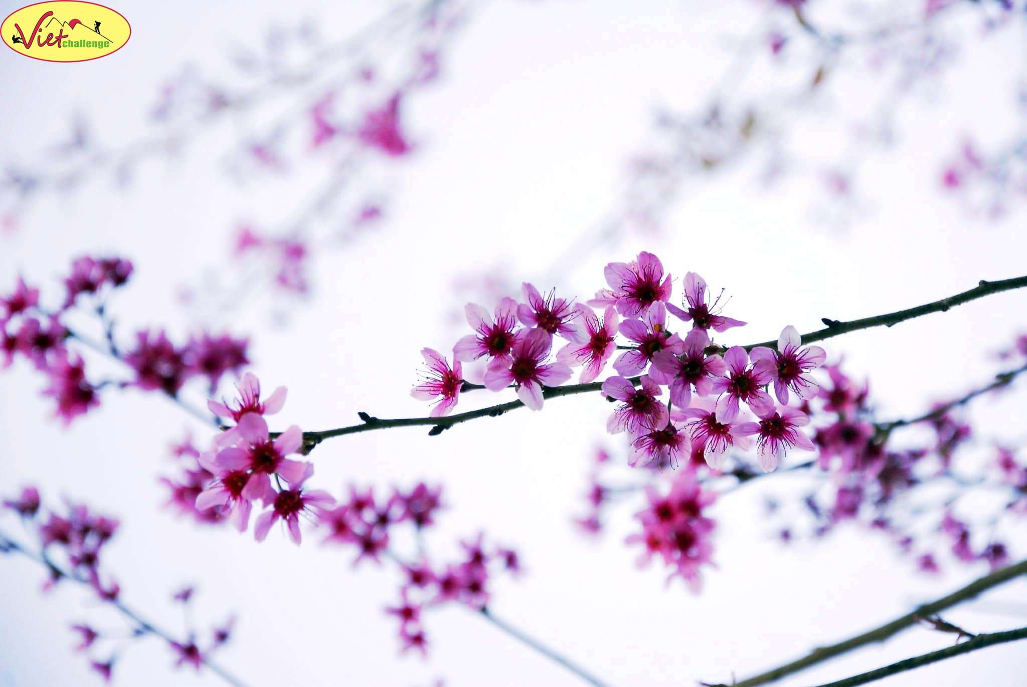 hoa đà lạt hoa đà lạt