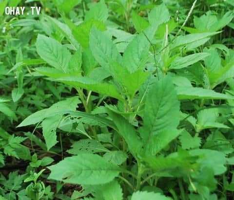 Mẹo hay trong cuộc sống Mẹo hay trong cuộc sống